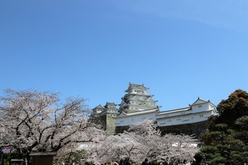 姫路城　満開の桜