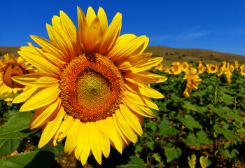 Fototapeta premium The Common Sunflower Plant - Helianthus annuus