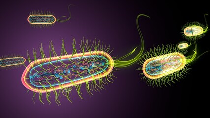 3d illustration of e coli bacteria shapes anatomy.