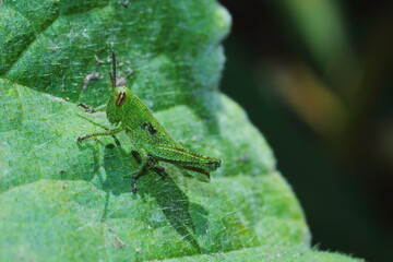 saltamontes o chapulin sobre hoja de verdura zalabaza o zapallo