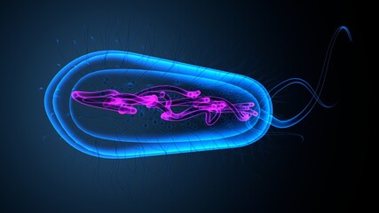 3D illustration of E coli Bacteria Shapes Anatomy.