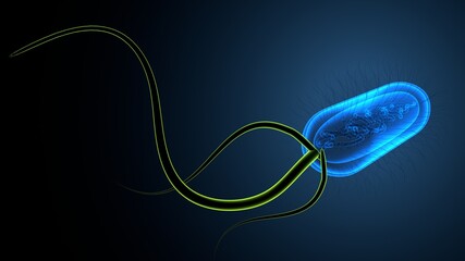 3D illustration of E coli Bacteria Shapes Anatomy.