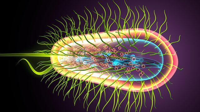 3d illustration of e coli bacteria shapes anatomy.