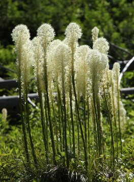Beargrass (Xerophyllum tenax) white wildflowers in Absaroka Range, Montana