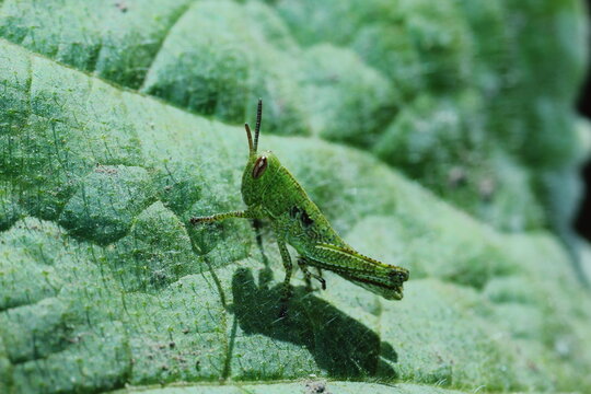 saltamontes o chapulin sobre hoja de verdura zalabaza o zapallo
