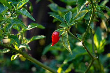 red chili