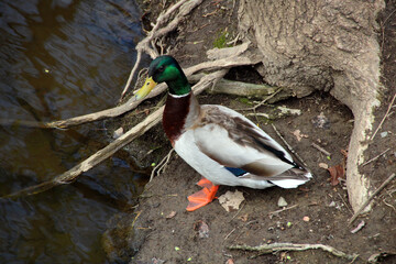 Mallard