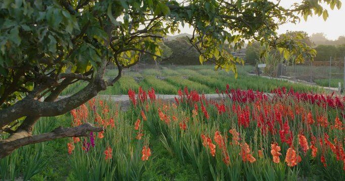 Red gladiolus flower farm with sunlight