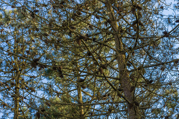 Pine trees at Rio de Moinhos Beach in Esposende, Portugal.