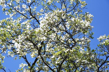 Dogwood blossoms. Dogwood is a Cornaceae deciduous tree that blooms white and pink flowers from April to May.