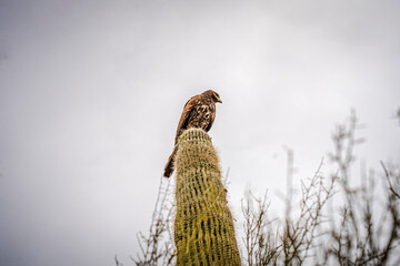 A juvenile Harris Hawk on a Saguaro Cactus in the Arizona desert