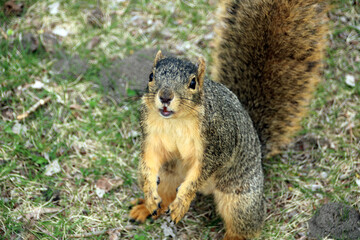 squirrel in the park
