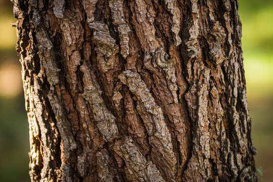 Detail in the foreground with the trunk texture of a pine tree
