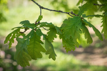 Fototapeta na wymiar Close detail of green leaves of an oak tree on a blurred background in spring
