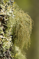 Lichens on the surface of the bark of a tree in the forest