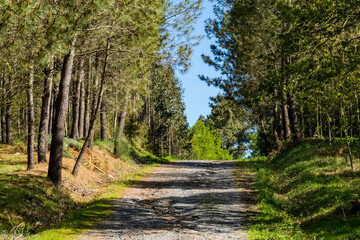 Fototapeta na wymiar Forest trail in spring with trees and lush vegetation
