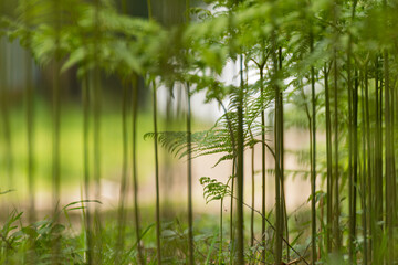 Abstract, ground-floor view of a group of ferns at the edge of a road in the forest
