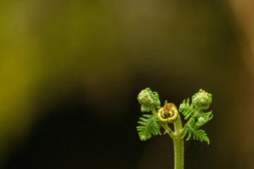 Young wild fern bud on a beautiful natural background of the blurred forest. Space for text