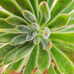 aloe vera plant