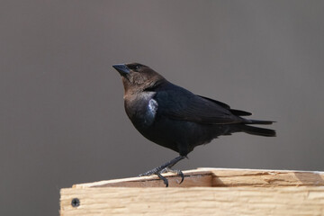 Brown Headed cowbird landed on a perch and puffing up feathers as a mating display in early spring with grey forested background
