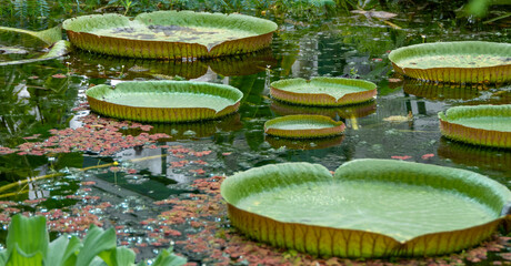 Green Queen Victoria water lily leaves in a pond. Even children can stand on it