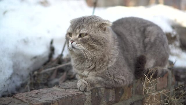 Lop-eared Scottish gray cat lies on the street against a background of snow. Stray cat.