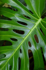 Fototapeta na wymiar Monstera deliciosa Monstera leaf