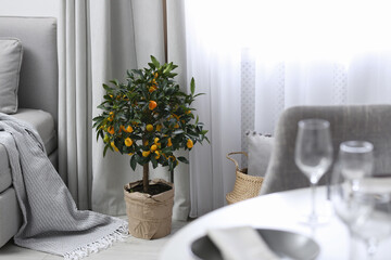 Potted kumquat tree on floor in living room. Interior design