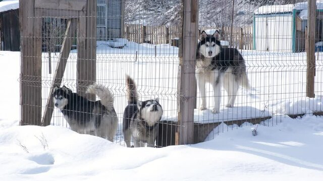 Young huskies in the aviary in winter. Husky dogs love to walk and play with each other outdoors. They are curious, friendly and active. Breeding and keeping purebred dogs in the nursery.