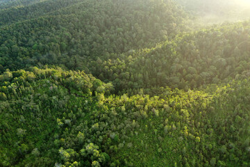 Fototapeta na wymiar Aerial top view forest tree, Rainforest ecosystem and healthy environment