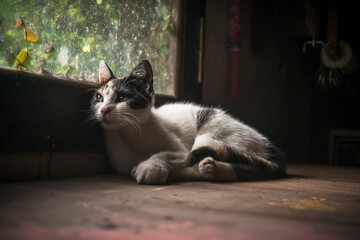 the cat is on the table next to the window