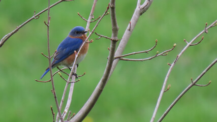 bluebird on branch