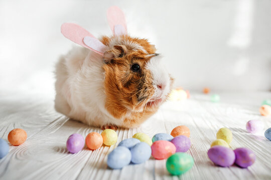 Pets celebrate Easter. guinea pig with bunny ears on wooden table near decorated colored eggs.