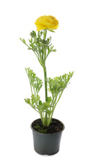 Beautiful yellow ranunculus flower in pot on white background