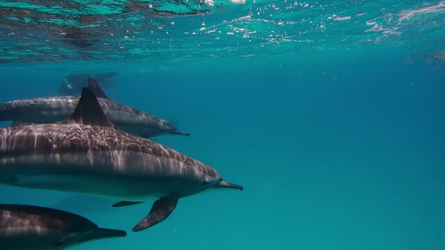 Lots of dolphins swimming happily. Clear blue water. Girl diving next to dolphins. Mammals moving at depth. Man and dolphins. Rare pictures. Beauty of underwater world. Concept of surprise and wonder