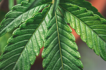 Macro shot of lush green Marijuana cannabis leaf texture