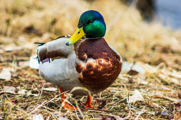 beautiful duck green color head yellow beak nature