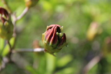 The orange azalea bud look like a claw