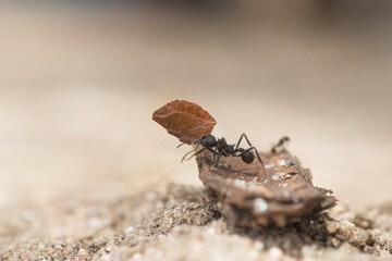 ant loading a leaf
