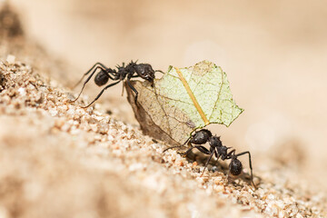 two ants loading a leaf