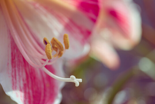 amaryllis flower blossom macro, pollen anther