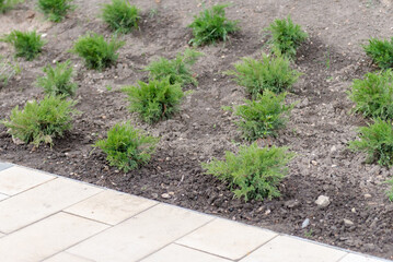 Young juniper in landscaping. A new standard of landscaping in the courtyards of Moscow.