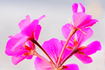 ベランダにてガーデニング。ピンクのゼラニウムの花のクローズアップ。花言葉は「決心」「決意』