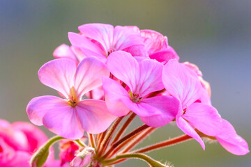 ベランダガーデニンングのゼラニウムの花。朝日に照らされてピンク色の花びらが輝く。