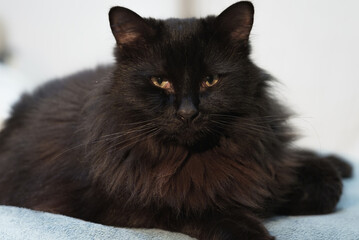 Fototapeta premium Black cat looking at the camera