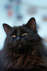 Black cat looking outside of the frame