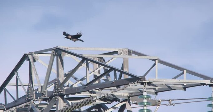 Hooded Crow scavenger bird flying and diving down along electricty pylon lines