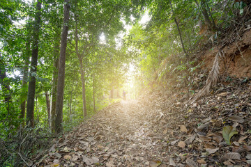 Obraz premium Young man walking alone in tropical rainforest green trees wild forest landscape