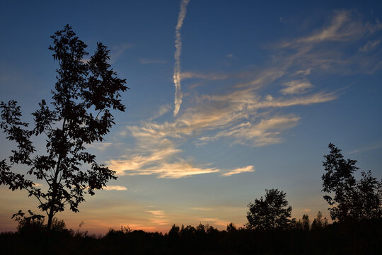 Sunset with blue and orange sky, forest line and tree silhouette