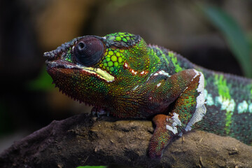 Common chameleon - Chamaeleo chamaeleon - Reptile in danger of extinction.